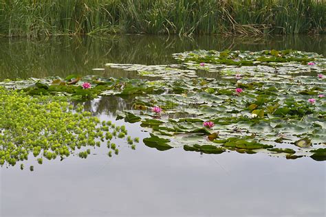 池塘圖片|池塘 高清图片素材 免费下载